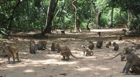 Wisata Rimba Monyet Nepa