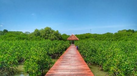 Jembatan Merah Hutang Mangrove