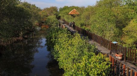 Ekowisata Mangrove