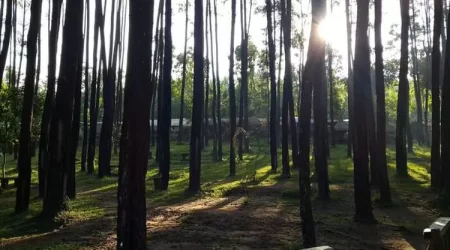 Hutan Pinus Nongko Ijo